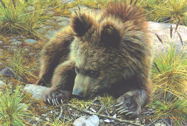 Reproductions of Carl Brenders Paintings Bearly Awake Reproductions of Carl Brenders Paintings Bearly Awake